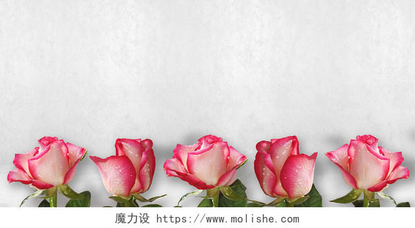 浅灰粉色玫瑰花简约文艺小清新唯美妇女节母亲节鲜花展板背景